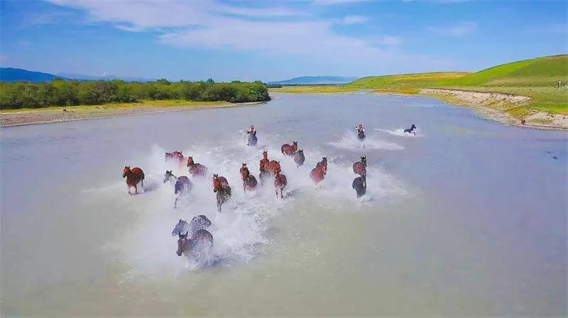 昭苏天马浴河