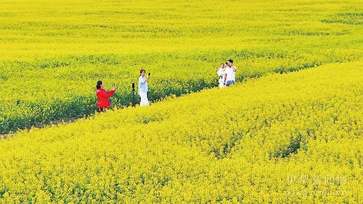 昭苏油菜花