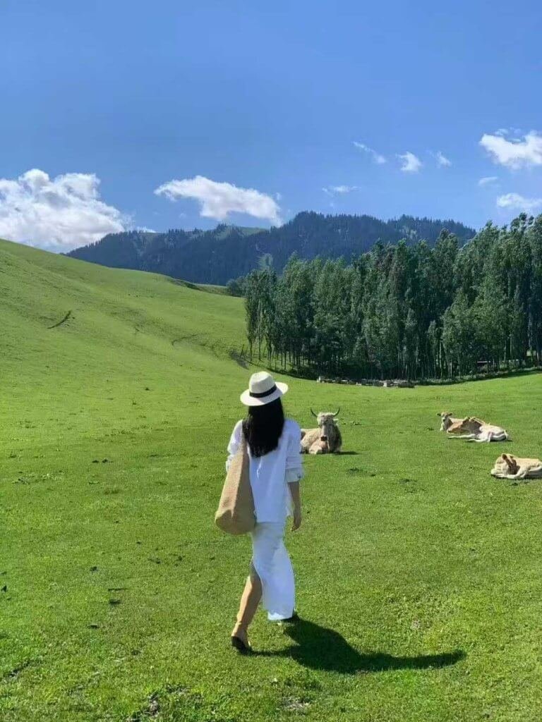 伊犁恰西草原