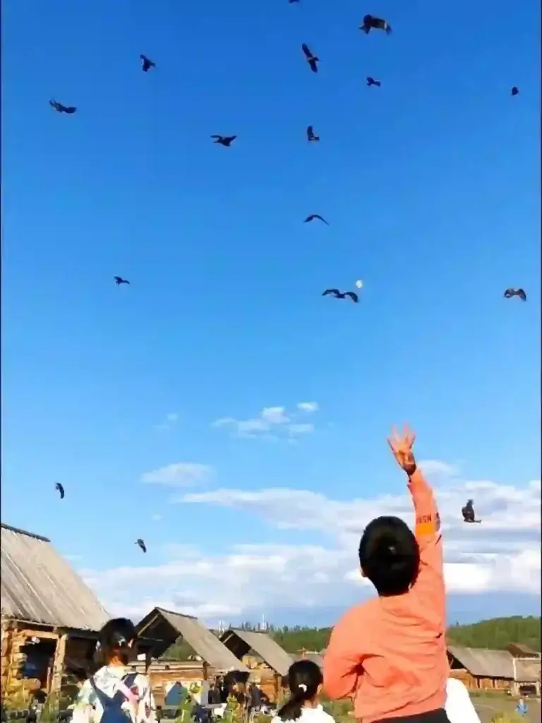 禾木喂鹰