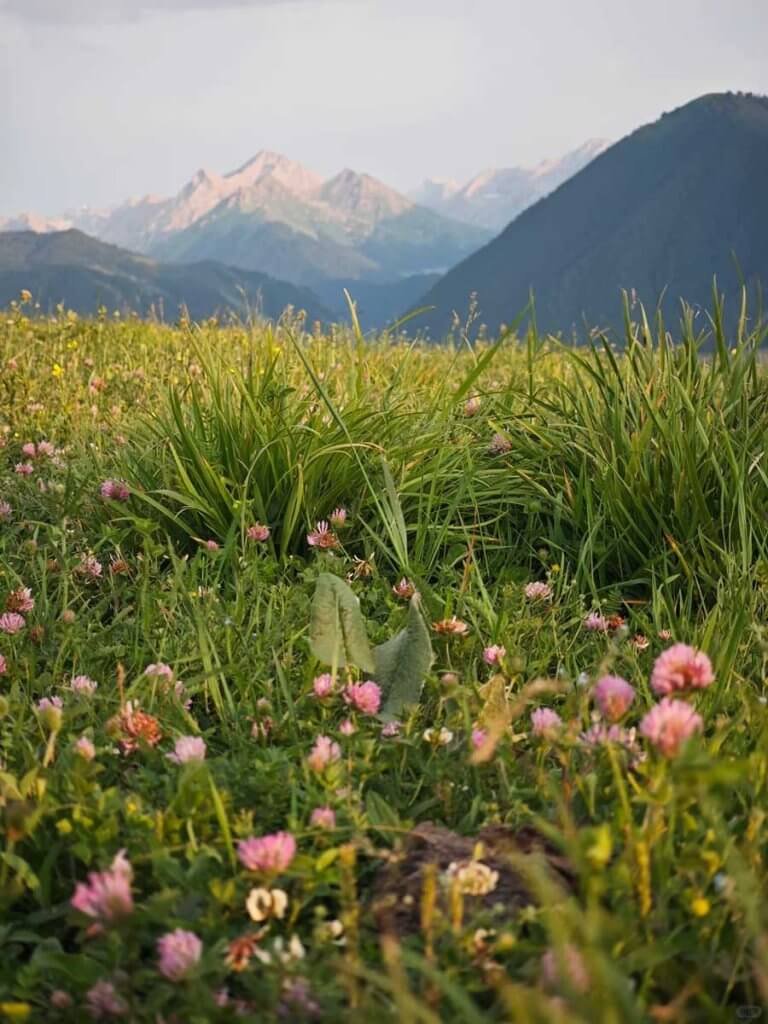 琼库什台野花