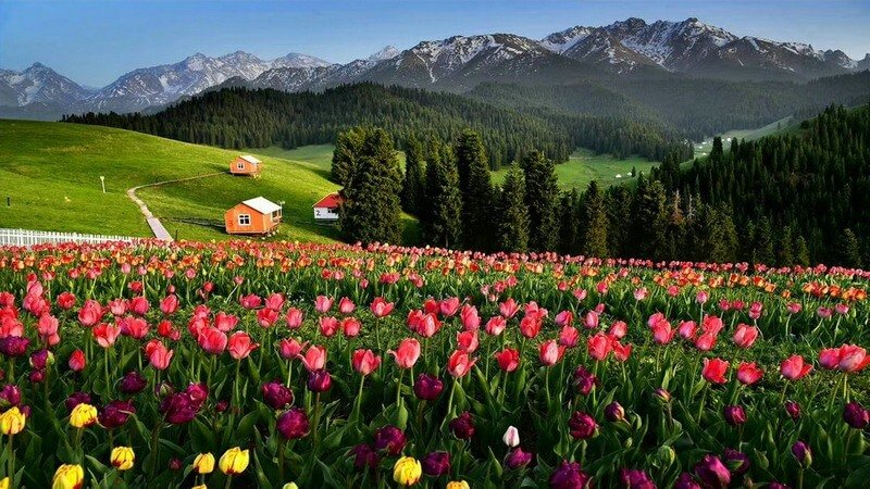 江布拉克花海子