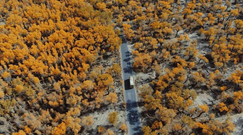 139公里秘境胡杨公路