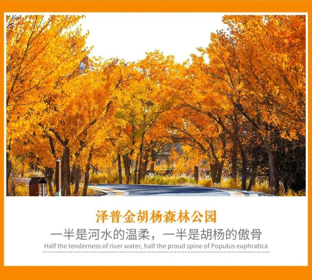 泽普金胡杨森林公园