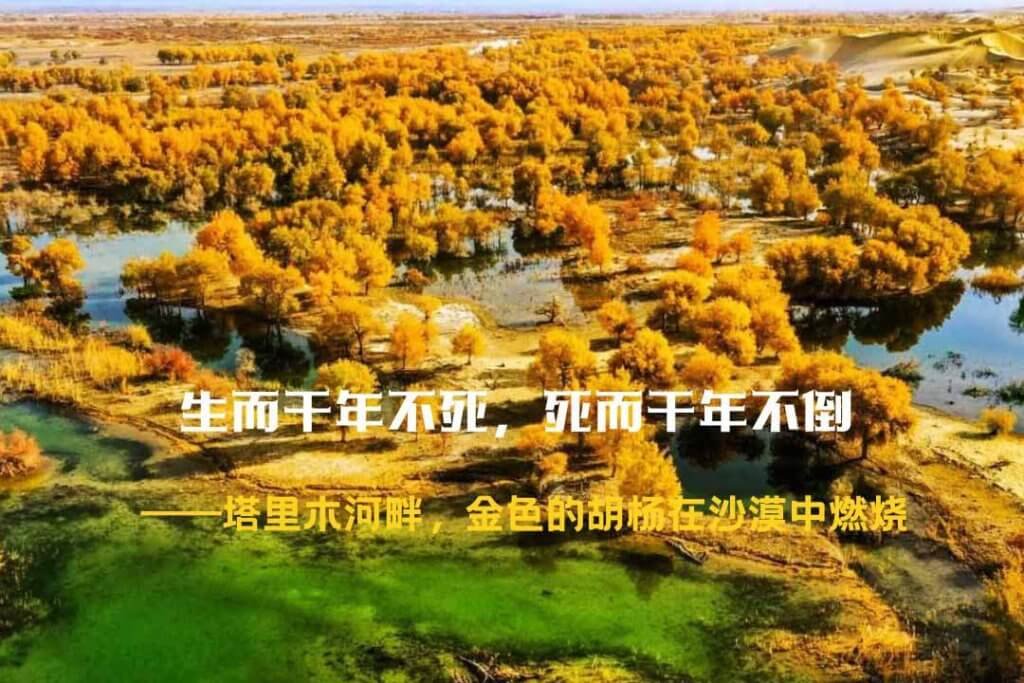 南疆胡杨林