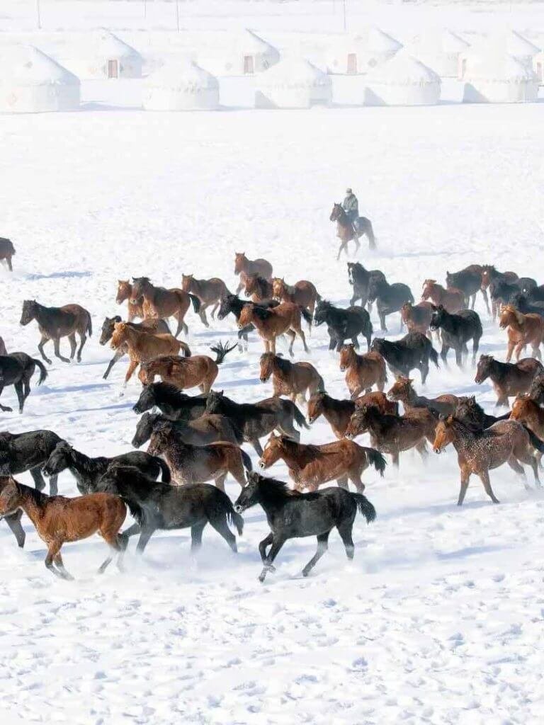 昭苏雪地天马浴河