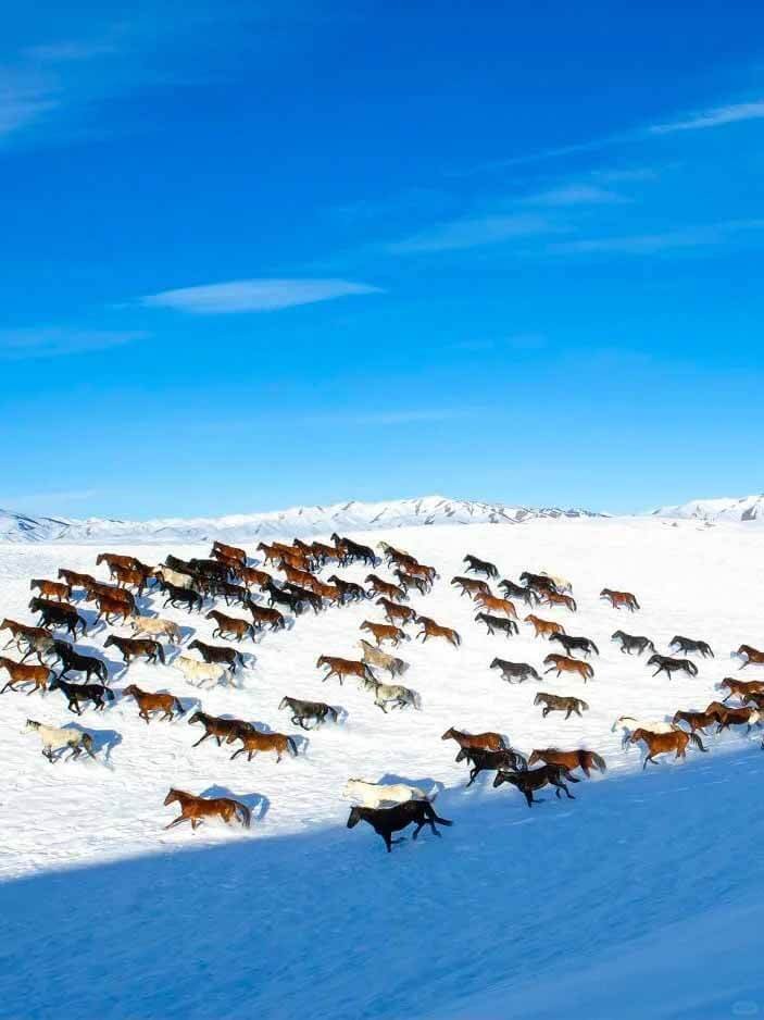 昭苏雪地天马浴河