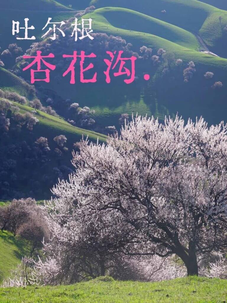 伊犁吐尔根杏花沟