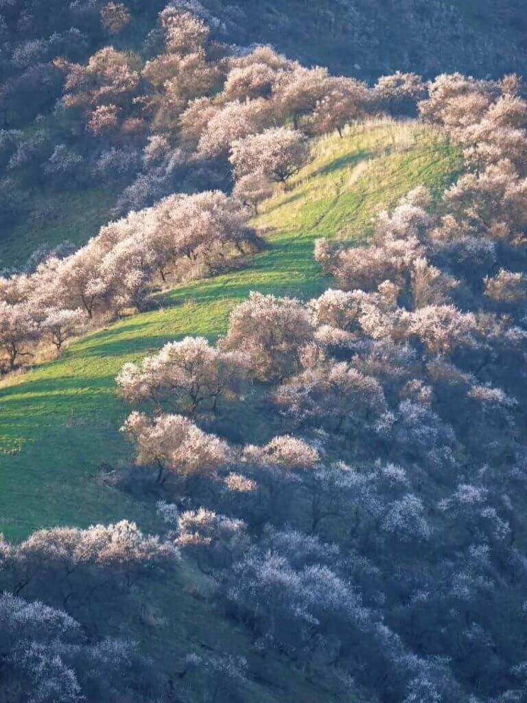 伊犁吐尔根杏花沟