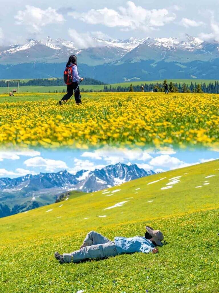 喀拉峻草原鲜花