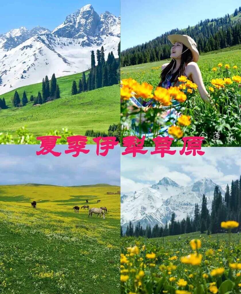 夏季伊犁草原